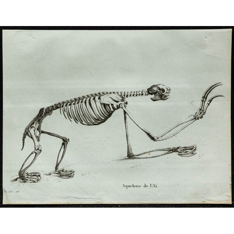 1836 - Squelette complet de l’Aï 1836 - Squelette complet de l’Aï
