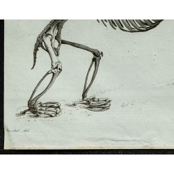1836 - Squelette complet de l’Aï 