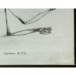 1836 - Squelette complet de l’Aï 