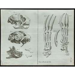 1836 - Crâne et griffes d'Aï 