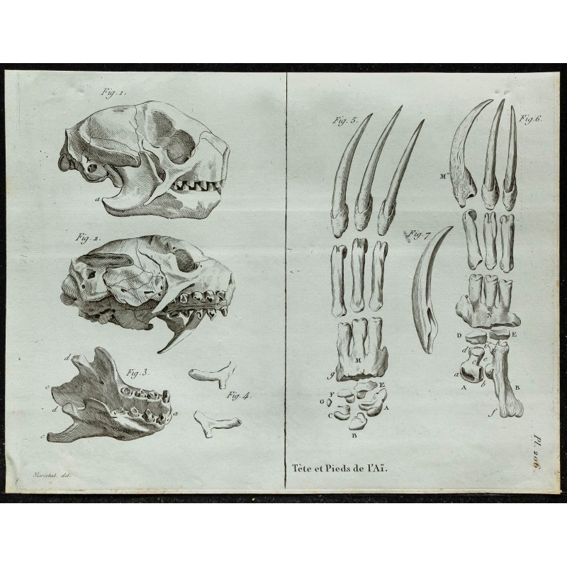 1836 - Crâne et griffes d'Aï 1836 - Crâne et griffes d'Aï