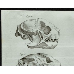 1836 - Crâne et griffes d'Aï 