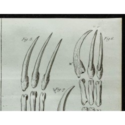 1836 - Crâne et griffes d'Aï 