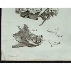1836 - Crâne et griffes d'Aï 