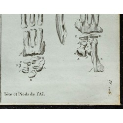1836 - Crâne et griffes d'Aï 