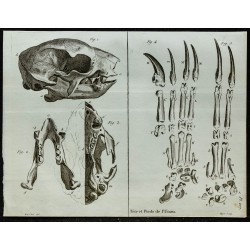 1836 - Crâne et pieds d'Unau 