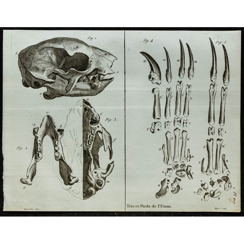 1836 - Crâne et pieds d'Unau 1836 - Crâne et pieds d'Unau