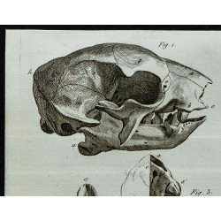 1836 - Crâne et pieds d'Unau 