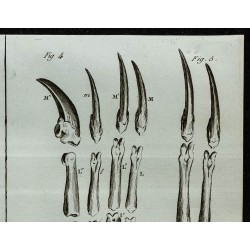 1836 - Crâne et pieds d'Unau 
