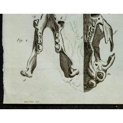 1836 - Crâne et pieds d'Unau 