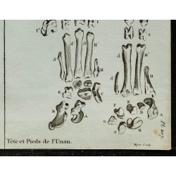 1836 - Crâne et pieds d'Unau 