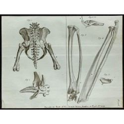 1836 - Bassin et avant-bras d'Aï et Unau 