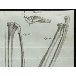 1836 - Bassin et avant-bras d'Aï et Unau 