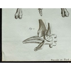 1836 - Bassin et avant-bras d'Aï et Unau 