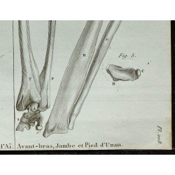 1836 - Bassin et avant-bras d'Aï et Unau 