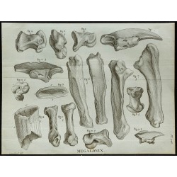 1836 - Os du Mégalonyx 