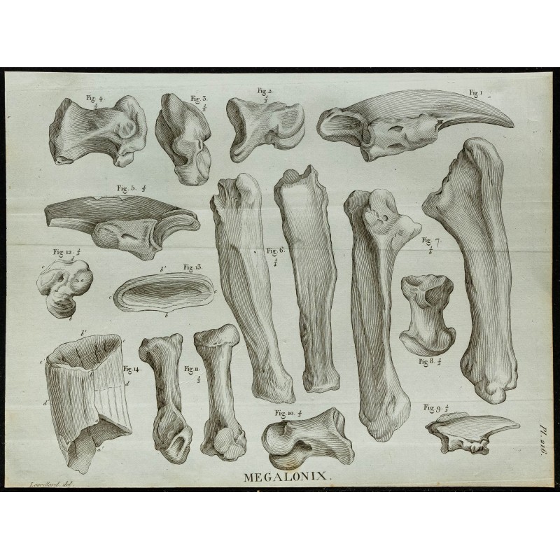 1836 - Os du Mégalonyx 1836 - Os du Mégalonyx