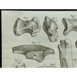 1836 - Os du Mégalonyx 