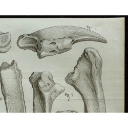 1836 - Os du Mégalonyx 