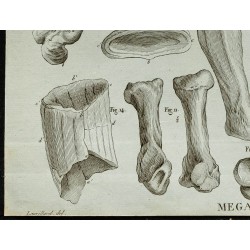 1836 - Os du Mégalonyx 