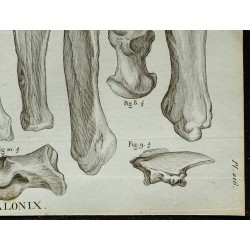 1836 - Os du Mégalonyx 