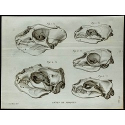 1836 - Têtes de phoques 