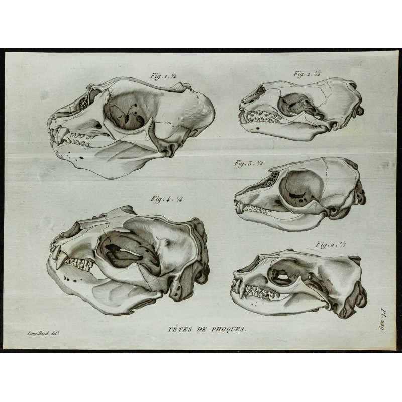 1836 - Têtes de phoques 1836 - Têtes de phoques