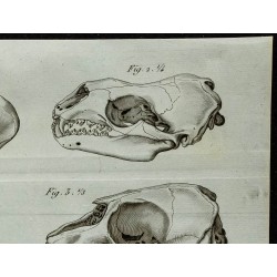 1836 - Têtes de phoques 