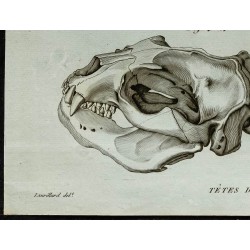 1836 - Têtes de phoques 