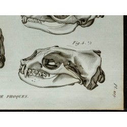 1836 - Têtes de phoques 