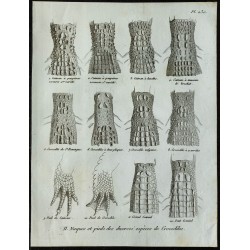 1836 - Nuques et pieds de caïmans et crocodiles 