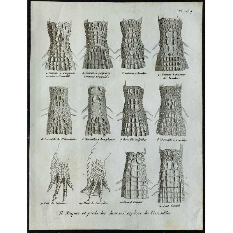 1836 - Nuques et pieds de caïmans et crocodiles 1836 - Nuques et pieds de caïmans et crocodiles