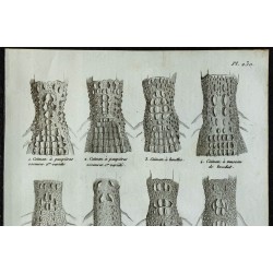 1836 - Nuques et pieds de caïmans et crocodiles 