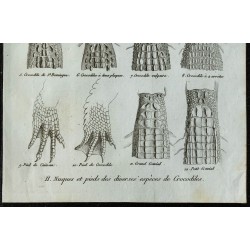 1836 - Nuques et pieds de caïmans et crocodiles 