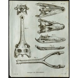 1836 - Crânes de crocodiles 