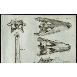 1836 - Crânes de crocodiles 