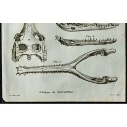 1836 - Crânes de crocodiles 
