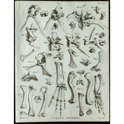 1836 - Os de crocodile indien 