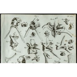 1836 - Os de crocodile indien 