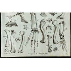 1836 - Os de crocodile indien 