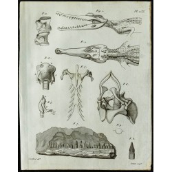 1836 - Têtes et vertèbres de crocodile cuirassé 
