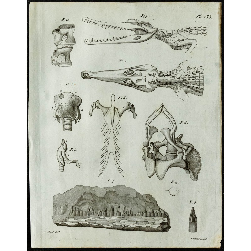 1836 - Têtes et vertèbres de crocodile cuirassé 1836 - Têtes et vertèbres de crocodile cuirassé