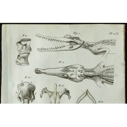 1836 - Têtes et vertèbres de crocodile cuirassé 