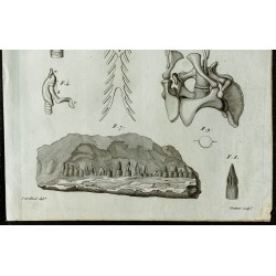 1836 - Têtes et vertèbres de crocodile cuirassé 