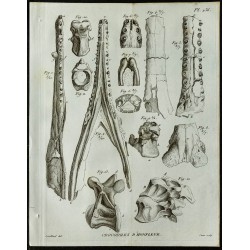 1836 - Mâchoires et vertèbres de crocodile 