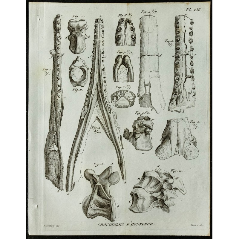 1836 - Mâchoires et vertèbres de crocodile 1836 - Mâchoires et vertèbres de crocodile