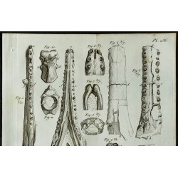 1836 - Mâchoires et vertèbres de crocodile 