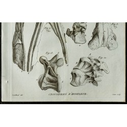 1836 - Mâchoires et vertèbres de crocodile 