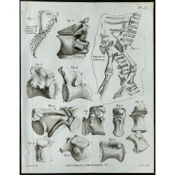 1836 - Crocodiles fossiles de Honfleur 