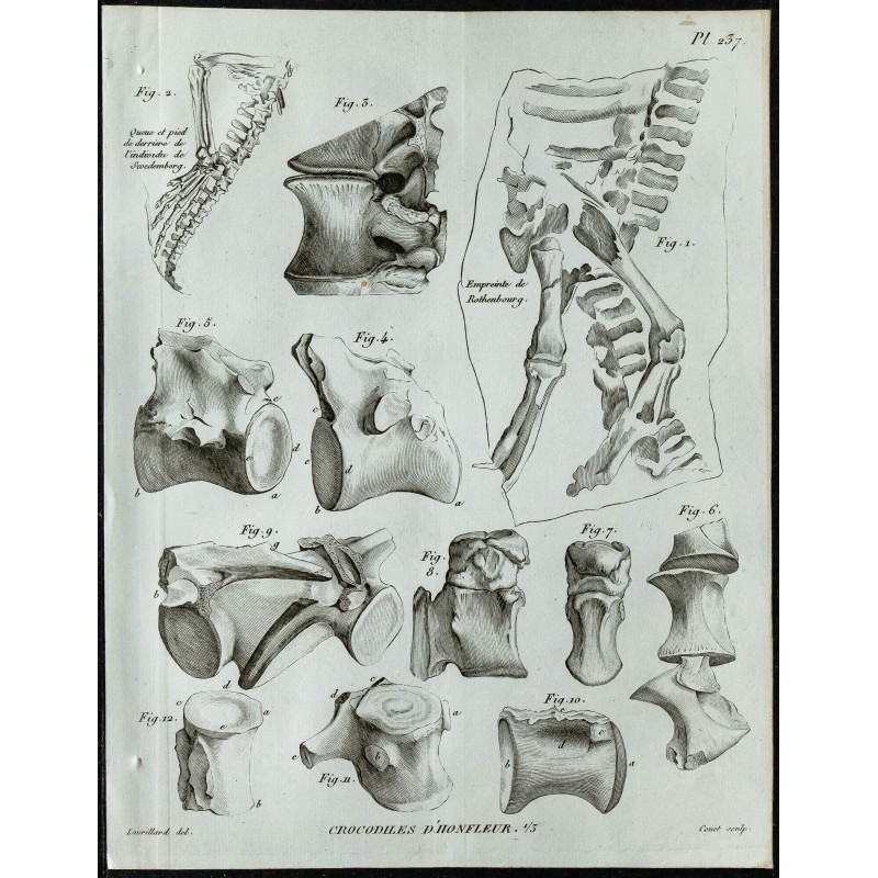 1836 - Crocodiles fossiles de Honfleur 